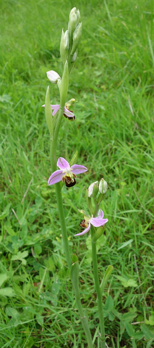 14-06-01_orchidee1.JPG